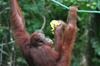 Orangutang (3)