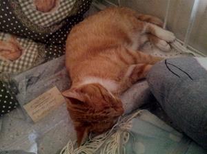 2015-07-25 004 Katt, Esters café, Långserud