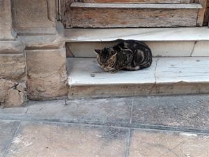 20181117_153641 Katt i Malaga