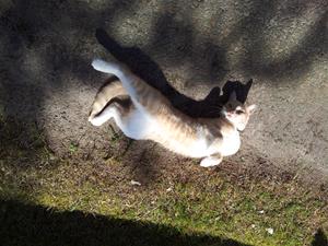 2015-07-31 001 Katt på Tallbacken