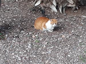 20181115_163827 Katt i Malaga