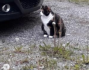 20190601_202405 Katt i Gubbängen