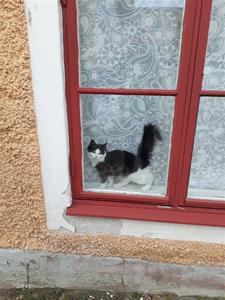 20180304_153335 Katt i Mariestad