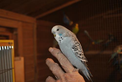 DSC_2060 DSC_2060