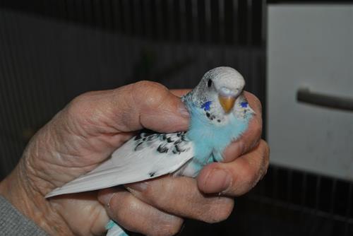 DSC_2104 DSC_2104