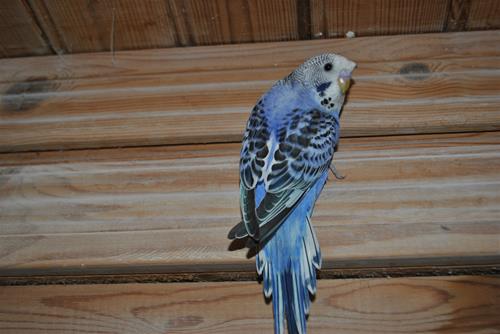 DSC_2117 DSC_2117