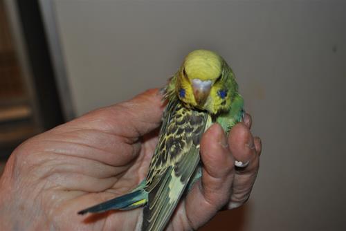 DSC_2161 DSC_2161