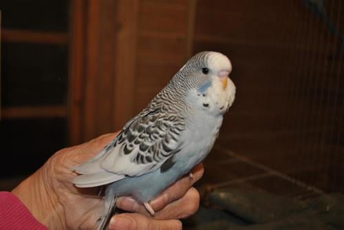 DSC_2064 DSC_2064