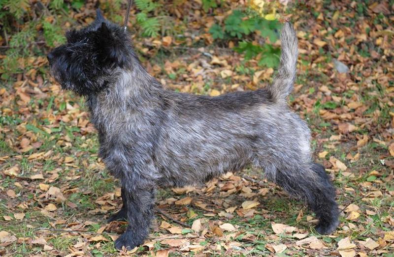 utstilingsbilde av bamse hjemeside utstilingsbilde av bamse hjemeside