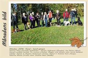 Månadens bild - Oktober 2016 - Hund i hand-gänget