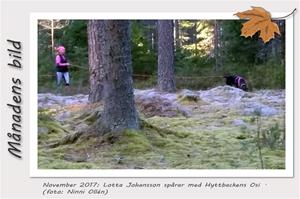 Månadens bild - November 2017 - Lotta Johansson spårar med Hyttbackens Osi
