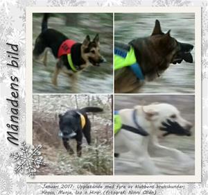 Månadens bild - Januari 2017 - Uppletande