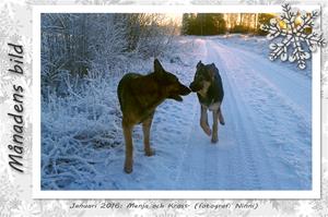 Månadens bild - Januari 2016 - Menja och Kross