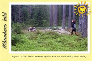 Månadens bild - Augusti 2019 - Petra Backlund spårar med sin hund Mick