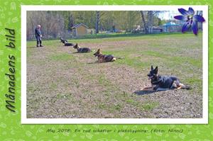 Månadens bild - Maj 2018 - En rad schäfrar i platsliggning