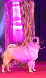 Puppie of the year 2016 Puppie of the year 2016