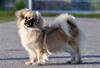 BISS C.I.B NORD UCH N UCH SE V-09-10-11 WW-10 Crufts Winner 2012 P'zazz Russian Lullaby