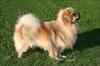 GBCH CRUFT´S-Winner 2008 P'zazz X-File To Souska