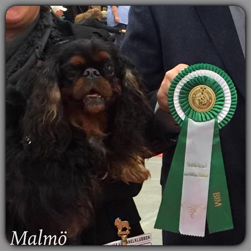 12900098_10208029566849783_398140110_n 12900098_10208029566849783_398140110_n