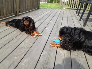 Lucky och Beauty Lucky och Beauty