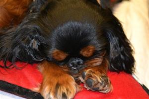 Lucky My Dog 2012 Lucky My Dog 2012