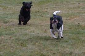 RBK två hundar springer