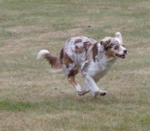 RBK springande brunvit hund