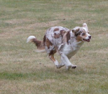 RBK springande brunvit hund RBK springande brunvit hund