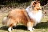Copper_Zu Copper_Zu