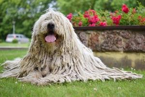 Komondor Komondor