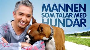 mannen som talar med hundar mannen som talar med hundar