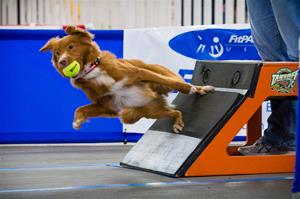flyball flyball