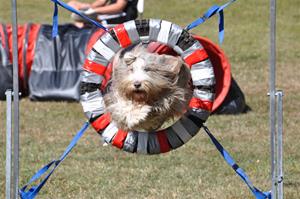Bea agility Bea agility