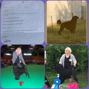 mumriqcibcollage