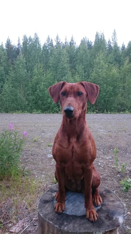 Aura på stubbe Aura på stubbe
