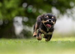 Hund springer Hund springer