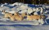 Hunder, snø 16.01.16 015