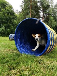 agility 2