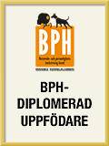 BPH Diplom