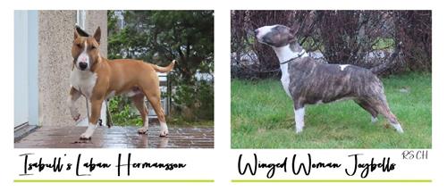 WW "U" - Click for pedigree WW "U" - Click for pedigree