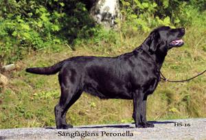 160823s.peronella