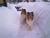 I snövallen