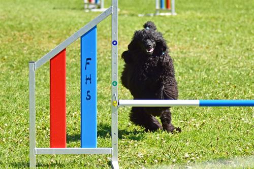 Agility Ine_09