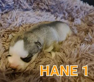 hane11v hane11v