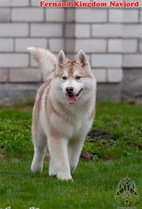 räv