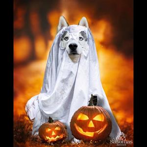 Picsart_22-10-27_21-54-01-591