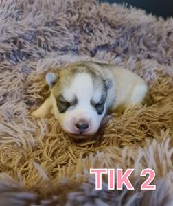 tik21v tik21v