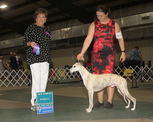 tomte AKC champion tomte AKC champion