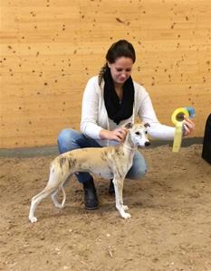 Jalessas Oberyn Ronneby 20141019 Jalessas Oberyn Ronneby 20141019