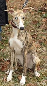 cessie3 cessie3